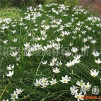 2024年金邊玉簪價(jià)格、圖片、產(chǎn)地與報(bào)價(jià)全解析